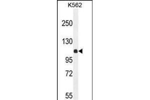 KIL Antibody (N-term) (ABIN654924 and ABIN2844567) western blot analysis in K562 cell line lysates (35 μg/lane). (KIAA1324-Like anticorps  (N-Term))