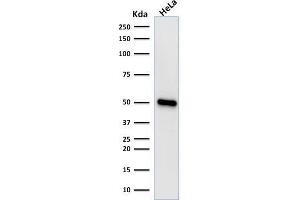 Western Blot Analysis of human HeLa cell lysate using FOXA1 Monoclonal Antibody (FOXA1/1518). (FOXA1 anticorps  (AA 372-472))