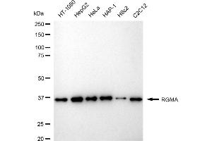 Western blotting analysis using RGMA antibody (ABIN7800193).