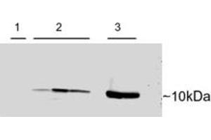 Western Blotting (WB) image for anti-Parvalbumin (PVALB) (C-Term) antibody (ABIN2466071)