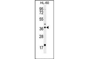 Western blot analysis of OR2W3 Antibody (C-term) in HL-60 cell line lysates (35ug/lane). (OR2W3 anticorps  (C-Term))