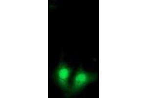 Immunofluorescence (IF) image for anti-Exosome Component 7 (EXOSC7) antibody (ABIN1498143) (EXOSC7 anticorps)
