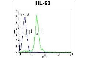 CPT1C Antibody (C-term) (ABIN655406 and ABIN2844952) flow cytometric analysis of HL-60 cells (right histogram) compared to a negative control cell (left histogram). (CPT1C anticorps  (C-Term))