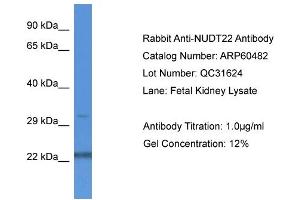 Western Blotting (WB) image for anti-Nudix (Nucleoside Diphosphate Linked Moiety X)-Type Motif 22 (NUDT22) (C-Term) antibody (ABIN2788464) (NUDT22 anticorps  (C-Term))