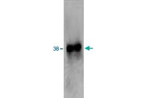 Western blot analysis of extracts from HL-60 cells using FPR2 polyclonal antibody . (FPR2 anticorps  (2nd Extracellular Loop))