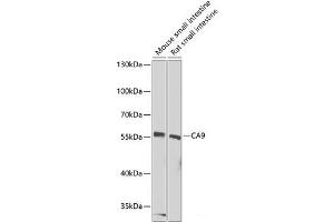 Western blot analysis of extracts of various cell lines using CA9 Polyclonal Antibody at dilution of 1:1000. (CA9 anticorps)