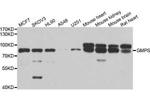 Western blot analysis of extracts of various cell lines, using GMPS antibody.