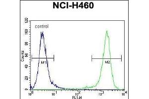 C10orf72 Antibody (Center) (ABIN655143 and ABIN2844765) flow cytometric analysis of NCI- cells (right histogram) compared to a negative control cell (left histogram). (VSTM4 anticorps  (AA 142-170))