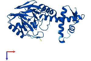 AlphaFold protein structure predicition of Mouse Recombinant Lactb2 Protein, UniprotID Q99KR3