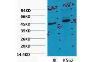 Western Blot (WB) analysis of 1) Jurkat, 2) K562, diluted at 1:2000. (CD16 anticorps)