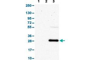 Western Blot analysis with SLAMF7 polyclonal antibody . (SLAMF7 anticorps  (AA 253-323))