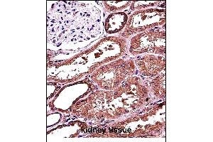 anti-RAN Binding Protein 3-Like (RANBP3L) (AA 137-165) antibody