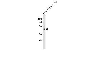 FGG Antibody (C-term) (ABIN391494 and ABIN2841461) western blot analysis in human blood plasma cell line lysates (35 μg/lane). (FGG anticorps  (C-Term))