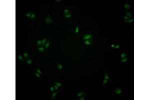 Immunofluorescence staining of Hela cells with ABIN7148805 at 1:100, counter-stained with DAPI.