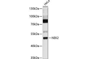 Western blot analysis of extracts of HeLa cells, using NEK2 antibody  at 1:1000 dilution. (NEK2 anticorps  (C-Term))