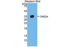 Western Blot; Sample: Recombinant LRG1, Rat. (LRG1 anticorps  (AA 39-308))