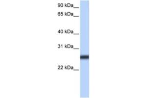 Western Blotting (WB) image for anti-Transmembrane Protease, serine 5 (TMPRSS5) antibody (ABIN2463308) (TMPRSS5 anticorps)