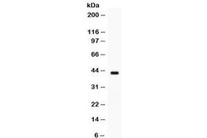 Western blot testing of human MCF7 cell lysate with Sp5 antibody. (SP5 anticorps)