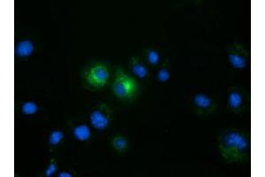 Immunofluorescence (IF) image for anti-Follicle Stimulating Hormone, beta Polypeptide (FSHB) antibody (ABIN1498315) (FSHB anticorps)