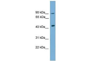 WB Suggested Anti-Dmrt1 Antibody Titration:  0. (DMRT1 anticorps  (C-Term))