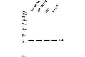 Western Blot (WB) analysis of Rat Muscle Rat SPLEEN 293T SH-SY5Y using IL26 antibody. (IL-26 anticorps)