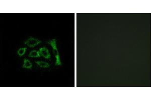 Immunofluorescence analysis of A549 cells, using ERD22 antibody. (KDELR2 anticorps)