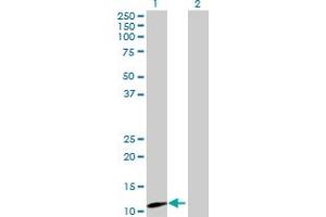 Western Blot analysis of MRPS12 expression in transfected 293T cell line by MRPS12 MaxPab polyclonal antibody.