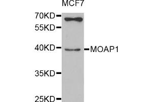 Western blot analysis of extracts of MCF-7 cells, using MOAP1 antibody (ABIN5974997) at 1/1000 dilution. (MOAP1 anticorps)