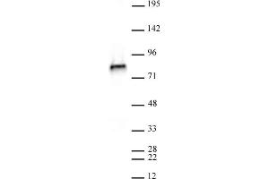 NCAPH2 antibody (mAb) (Clone 5F2G4) tested by Western blot. (NCAPH2 anticorps)