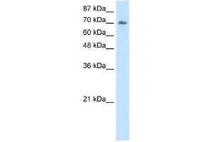 WB Suggested Anti-ILF3 Antibody Titration:  2. (Interleukin enhancer-binding factor 3 (ILF3) (C-Term) anticorps)