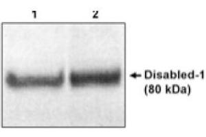 Image no. 1 for anti-Disabled Homolog 1 (Drosophila) (DAB1) (N-Term) antibody (ABIN264969) (DAB1 anticorps  (N-Term))