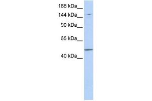 PRDM15 antibody used at 1 ug/ml to detect target protein. (PRDM15 anticorps  (Middle Region))