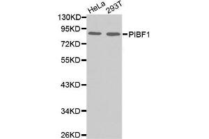Western blot analysis of extracts of various cell lines, using PIBF1 antibody. (PIBF1 anticorps)