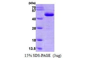 SDS-PAGE (SDS) image for serpin Peptidase Inhibitor, Clade F (Alpha-2 Antiplasmin, Pigment Epithelium Derived Factor), Member 1 (SERPINF1) (AA 20-418) protein (His tag) (ABIN667116)