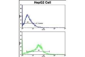 Flow cytometric analysis of HepG2 cells using P Antibody (N-term)(bottom histogram) compared to a negative control cell (top histogram). (APP anticorps  (N-Term))