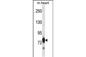 Western blot analysis in mouse heart tissue lysates (35ug/lane). (SCYL3 anticorps  (C-Term))