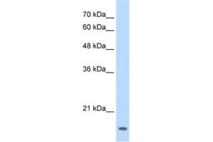 Western Blotting (WB) image for anti-Transcription Factor MafG (Mafg) antibody (ABIN2461656) (Mafg anticorps)