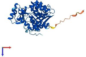 AlphaFold protein structure predicition of Mouse Recombinant Adk Protein, UniprotID P55264