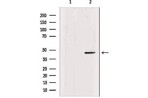 Western blot analysis of extracts from mouse brain, using Oct-6 Antibody. (POU3F1 anticorps  (Internal Region))