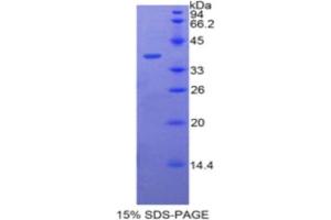 SDS-PAGE analysis of Human BPI Protein. (BPI Protéine)