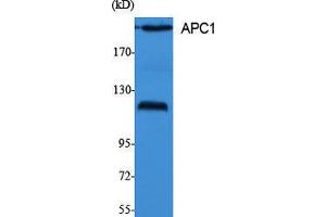 Western Blotting (WB) image for anti-Anaphase Promoting Complex Subunit 1 (ANAPC1) (Internal Region) antibody (ABIN3183311) (APC1 anticorps  (Internal Region))