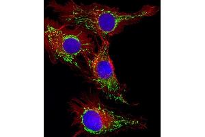 Immunofluorescent analysis of 4 % paraformaldehyde-fixed, 0.