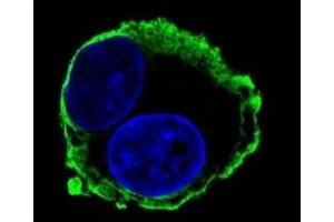 Confocal immunofluorescent analysis of MMP14 antibody with HepG2 cells followed by Alexa Fluor 488-conjugated goat anti-mouse lgG (green).