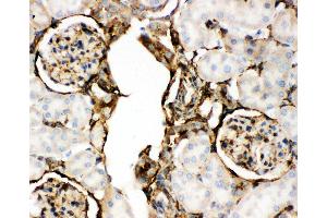 Anti-Annexin V Picoband antibody,  IHC(P): Rat Kidney Tissue (Annexin V anticorps  (AA 2-320))