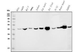 Western blot analysis of IDH2 using anti-IDH2 antibody (ABIN7602785).