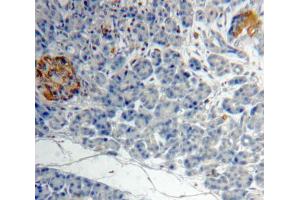 IHC-P analysis of Kidney tissue, with DAB staining. (ACVA anticorps  (AA 44-178))
