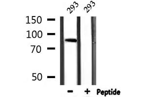Western blot analysis of extracts from 293, using AKAP2 Antibody.