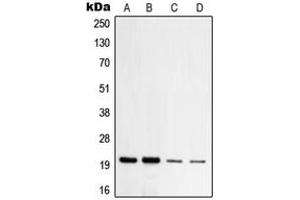 Western blot analysis of TOM20 expression in HeLa (A), HepG2 (B), NIH3T3 (C), PC12 (D) whole cell lysates. (TOMM20 anticorps  (Center))
