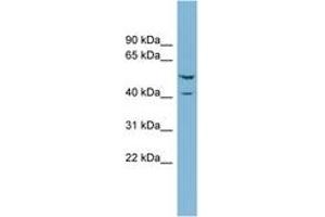 Image no. 1 for anti-Ets2 Repressor Factor (ERF) (N-Term) antibody (ABIN6742012)