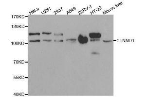 Western blot analysis of extracts of various cell lines, using CTNND1 antibody. (CTNND1 anticorps  (AA 573-832))